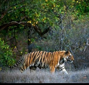 Sunderban National Park